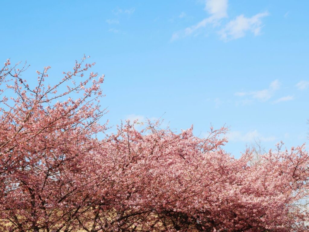 一足早い春を感じる「河津桜」|大分温泉休庵|ニューグロリアリゾートグループ