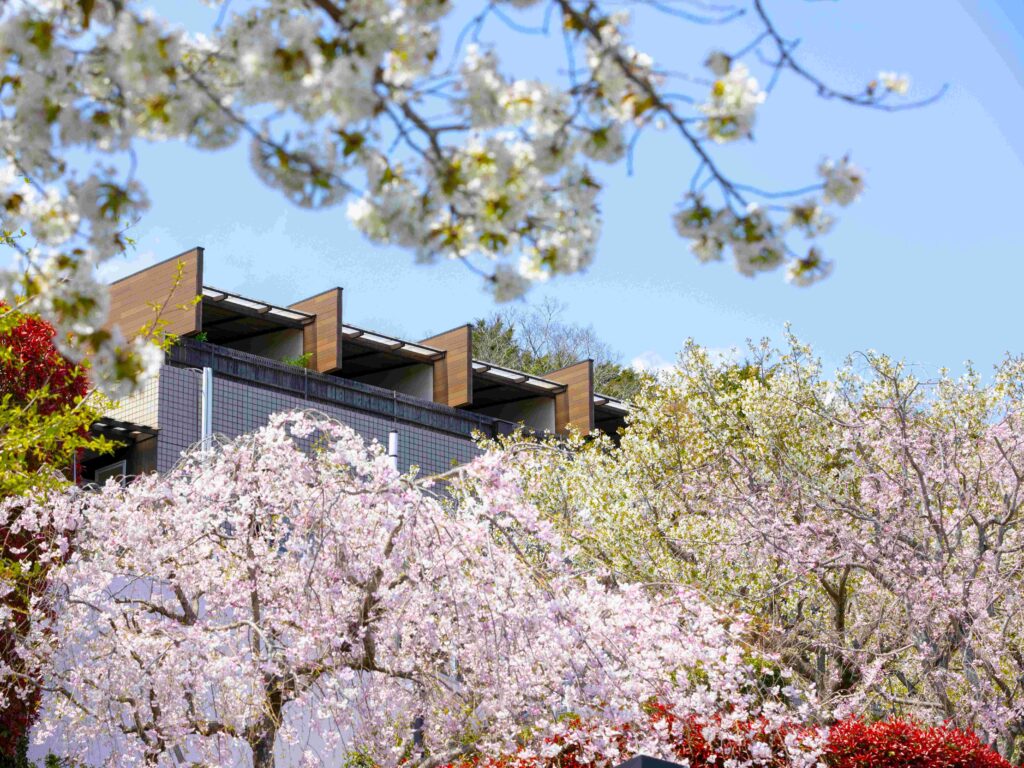 別府　鉄輪温泉　絶景の宿さくら亭の桜